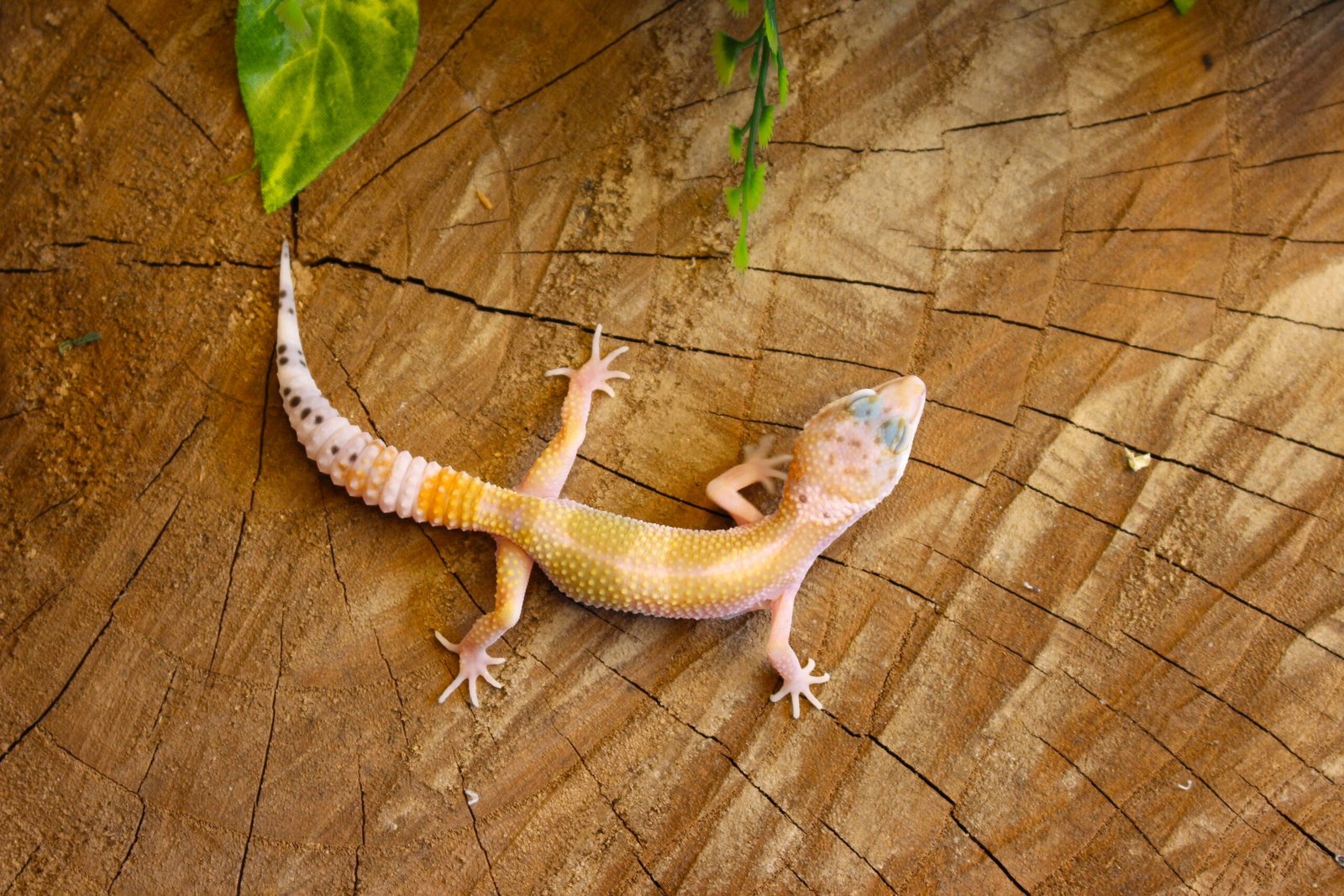 Leopard gecko (Eublepharis macularius) - Macho - Id 900255120064381 - Imagem 3