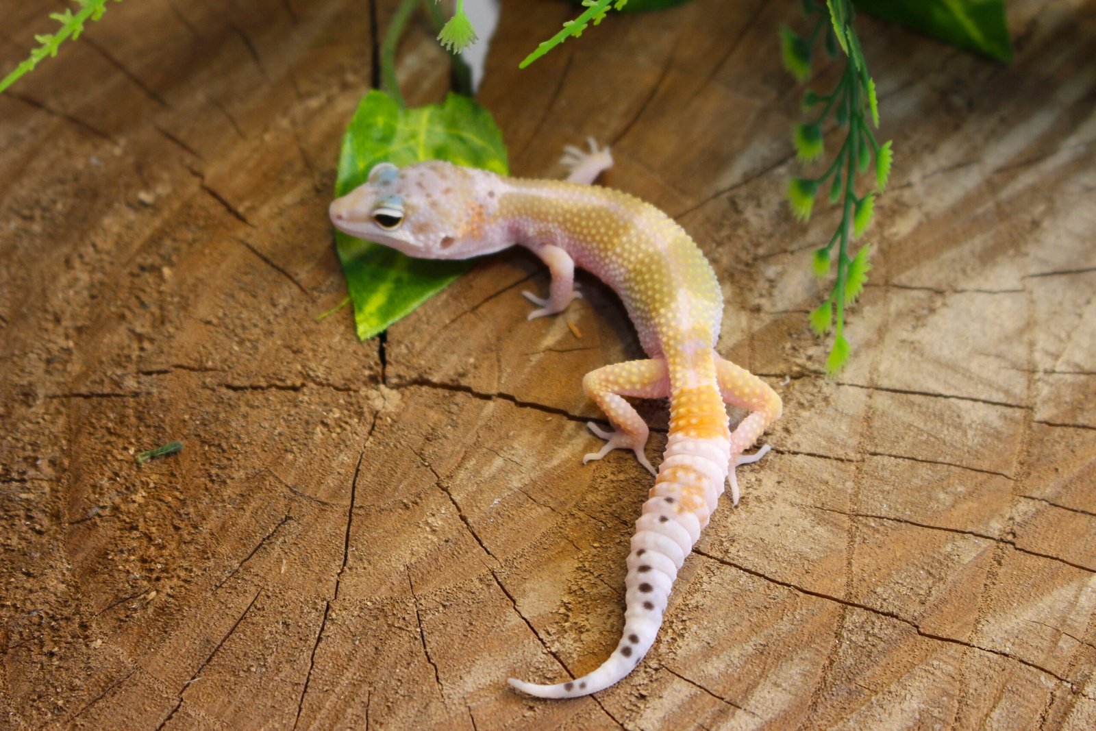 Leopard gecko (Eublepharis macularius) - Macho - Id 900255120064381 - Imagem 4