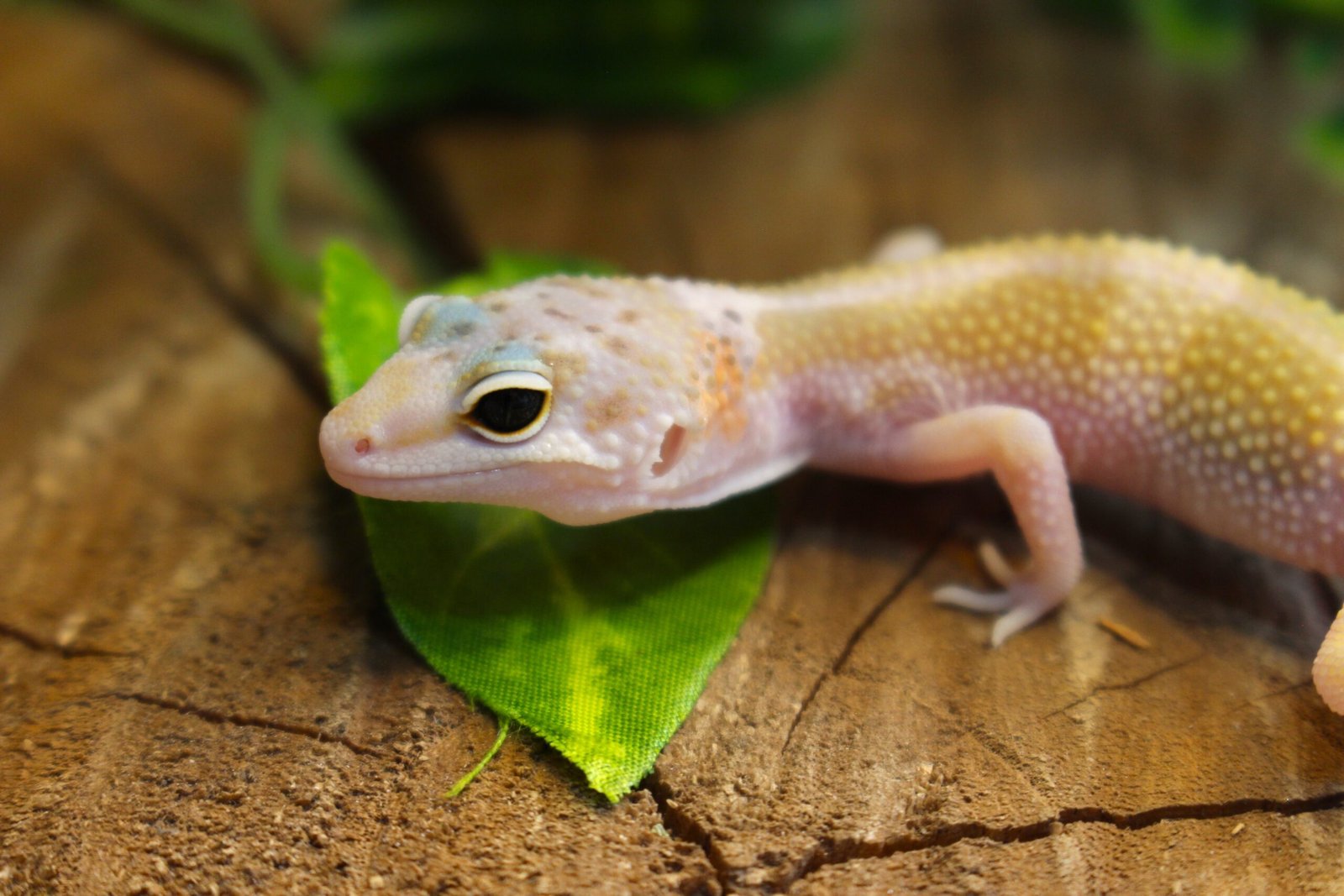 Leopard gecko (Eublepharis macularius) - Macho - Id 900255120064381 - Imagem 2