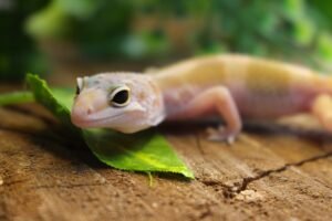 Leopard gecko (Eublepharis macularius) - Macho - Id 900255120064381