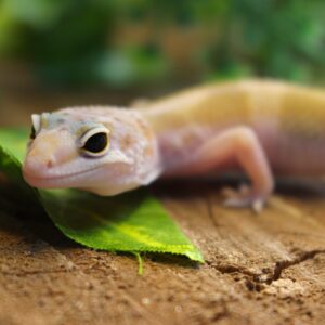 Leopard gecko (Eublepharis macularius) - Macho - Id 900255120064381