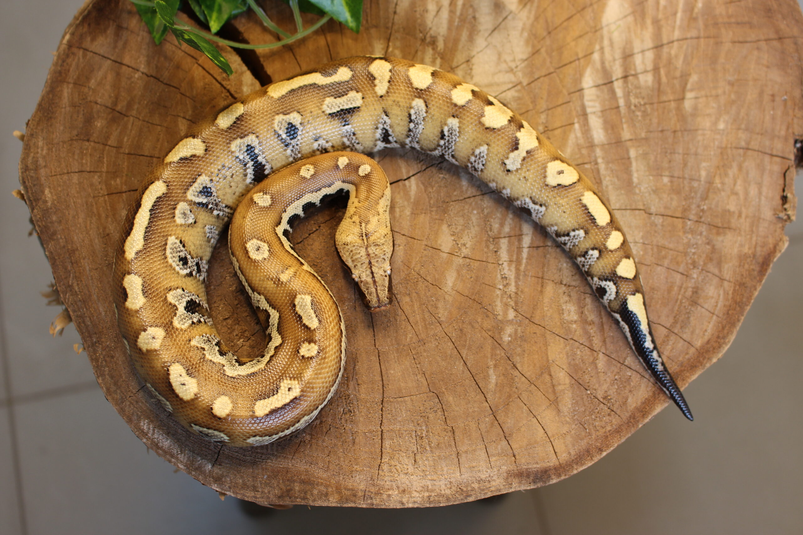 Blood Python (Python brongersmai) - Fêmea - Id 900263007033462 - Imagem 3