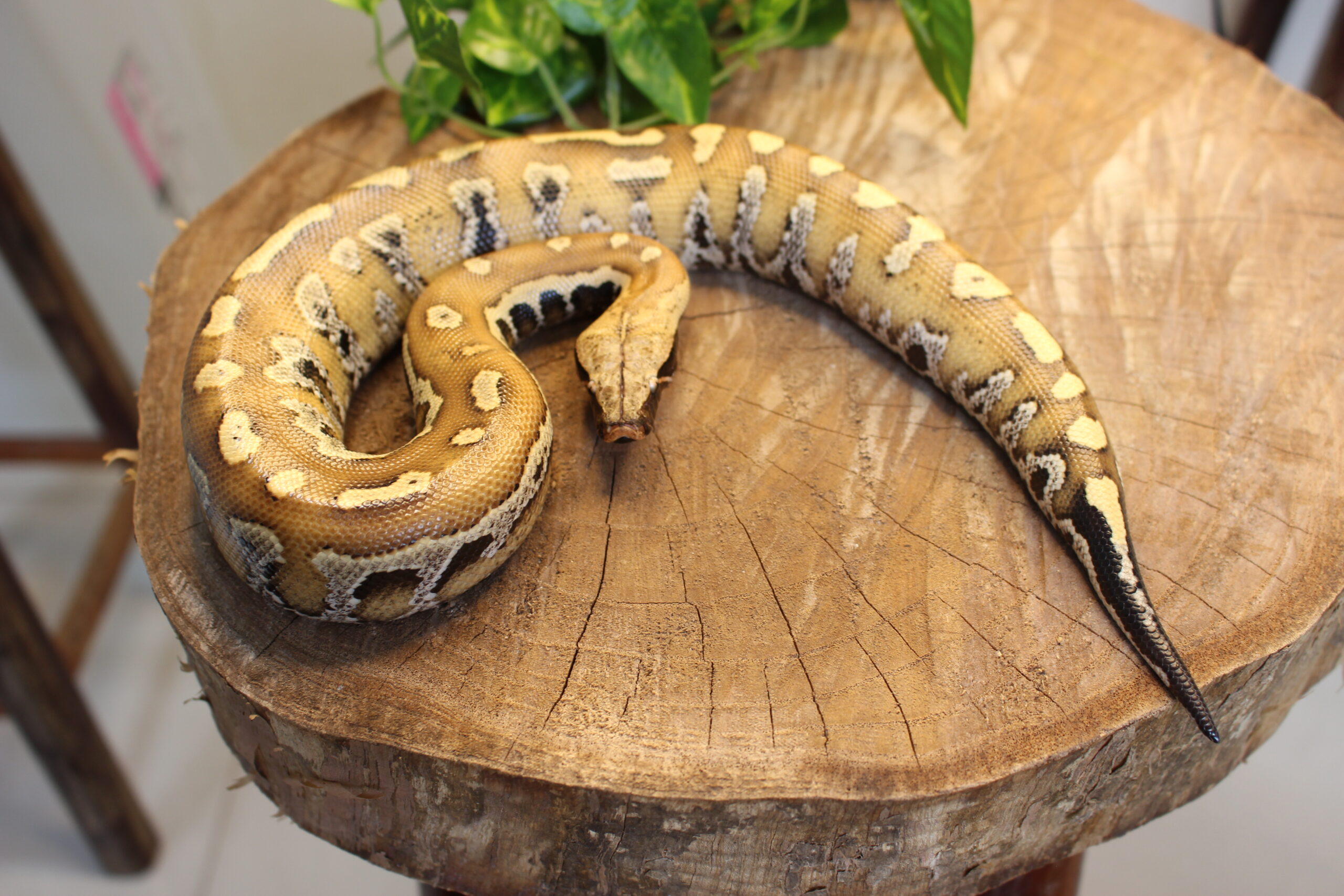 Blood Python (Python brongersmai) - Fêmea - Id 900263007033462 - Imagem 4