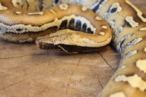 Blood Python (Python brongersmai) - Fêmea - Id 900263007033462