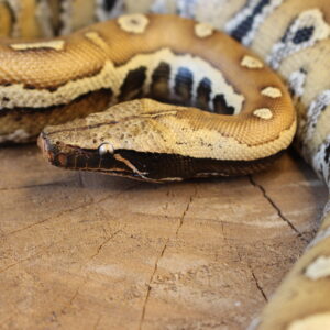 Blood Python (Python brongersmai) - Fêmea - Id 900263007033462