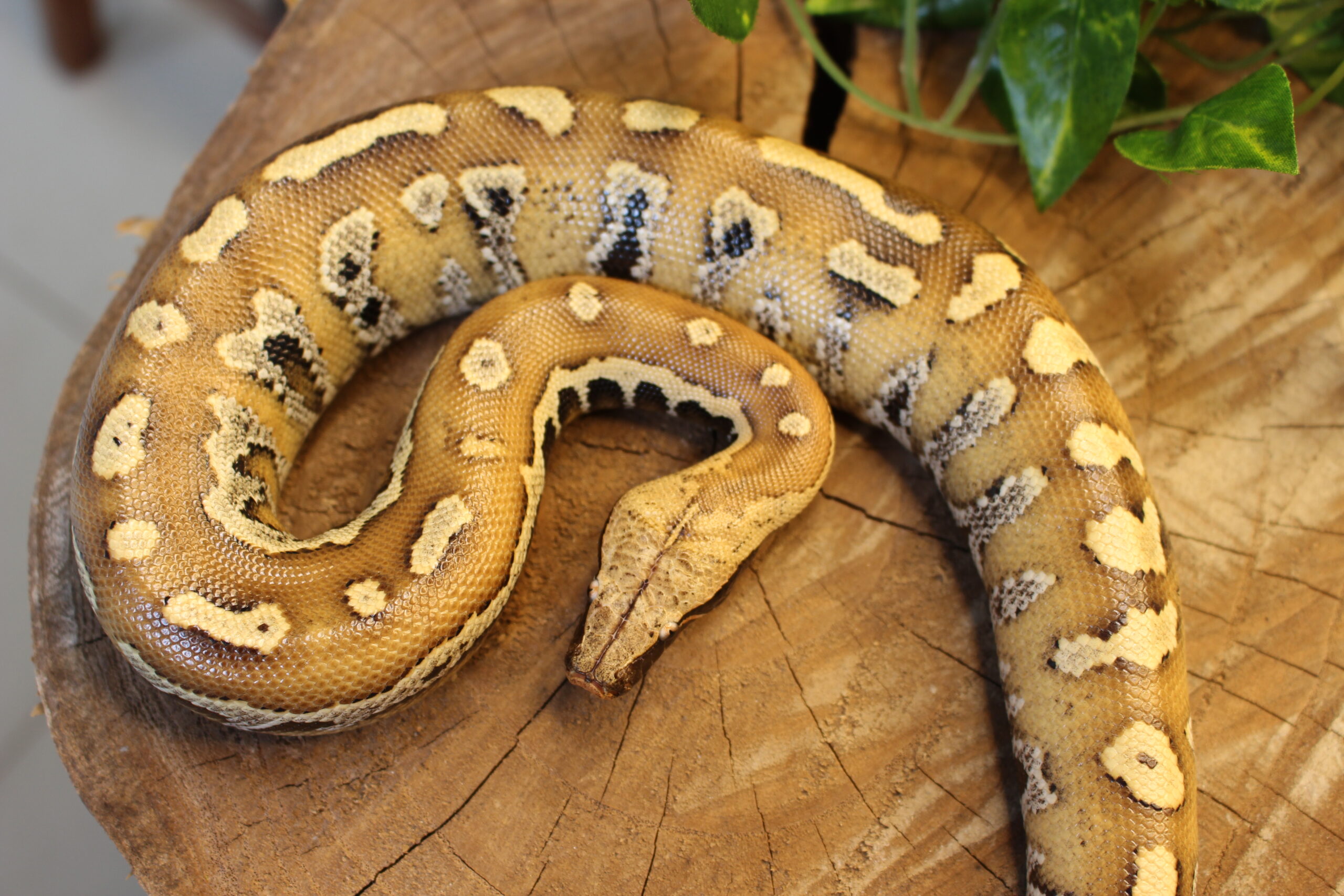 Blood Python (Python brongersmai) - Fêmea - Id 900263007033462 - Imagem 5