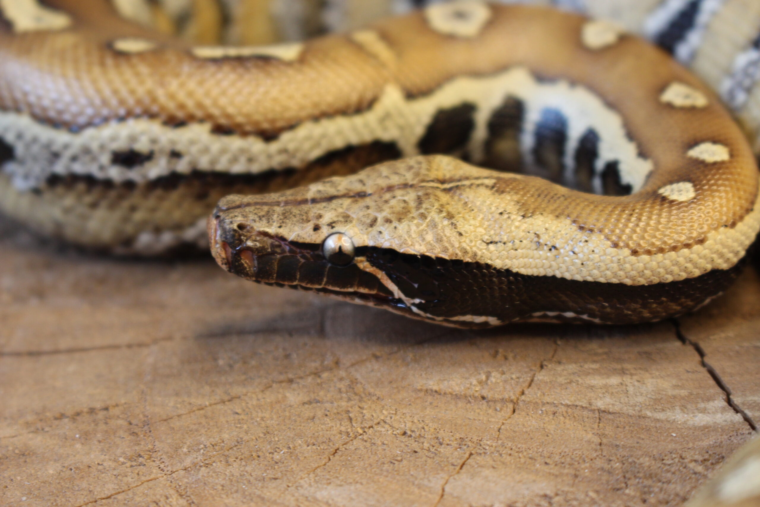 Blood Python (Python brongersmai) - Fêmea - Id 900263007033462 - Imagem 2