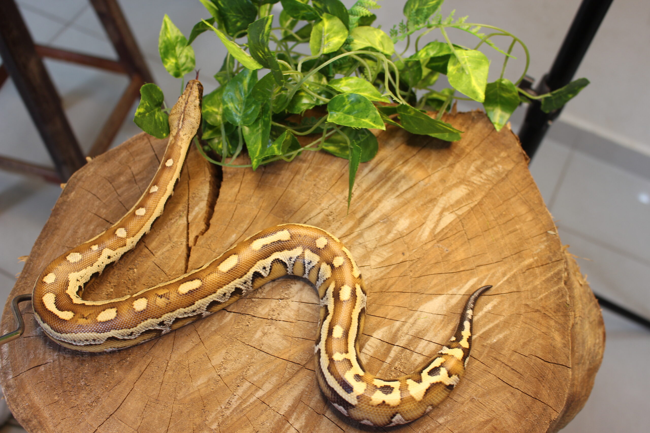 Blood Python (Python brongersmai) - Macho - Id 900263007033469 - Imagem 3
