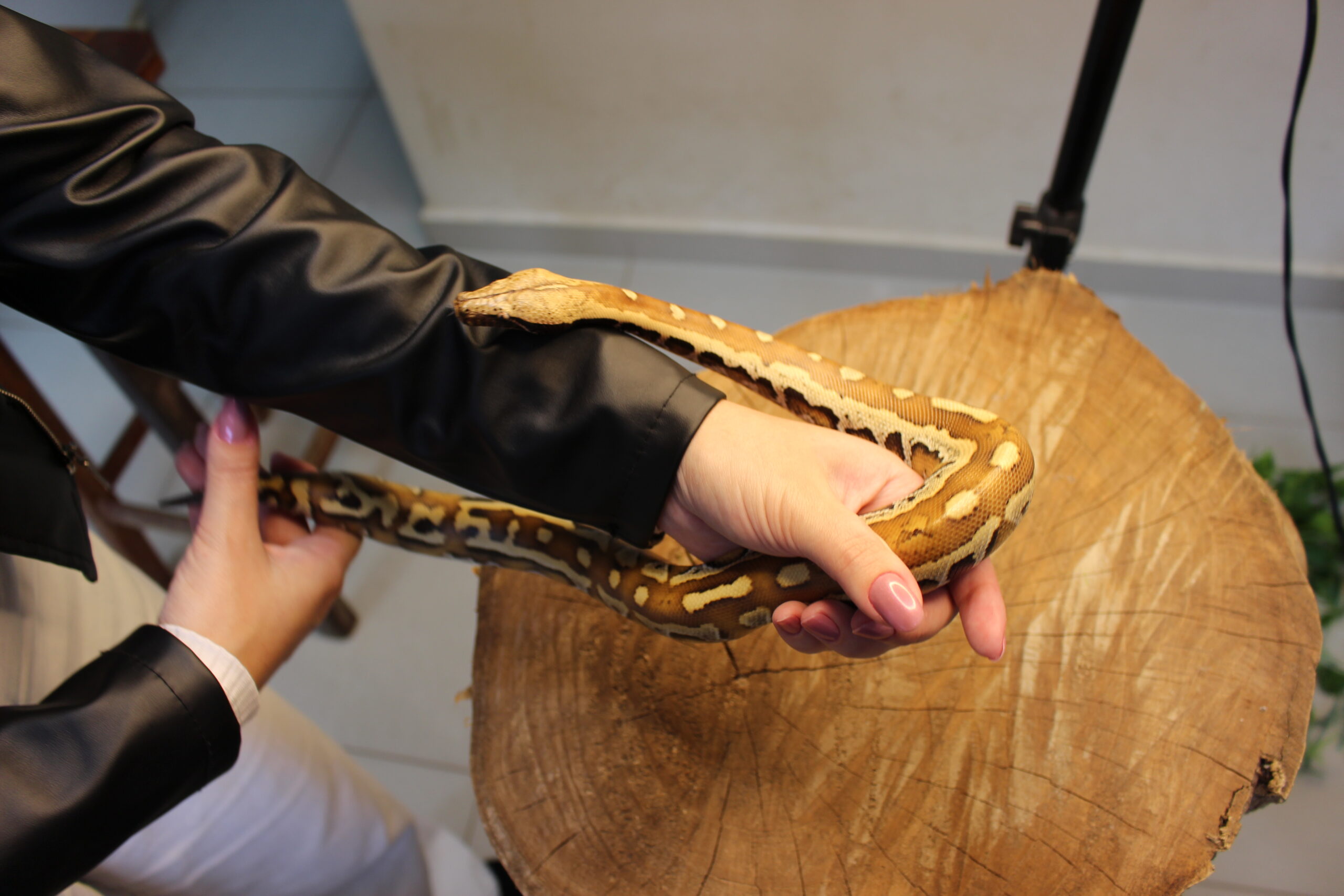 Blood Python (Python brongersmai) - Macho - Id 900263007033469 - Imagem 4