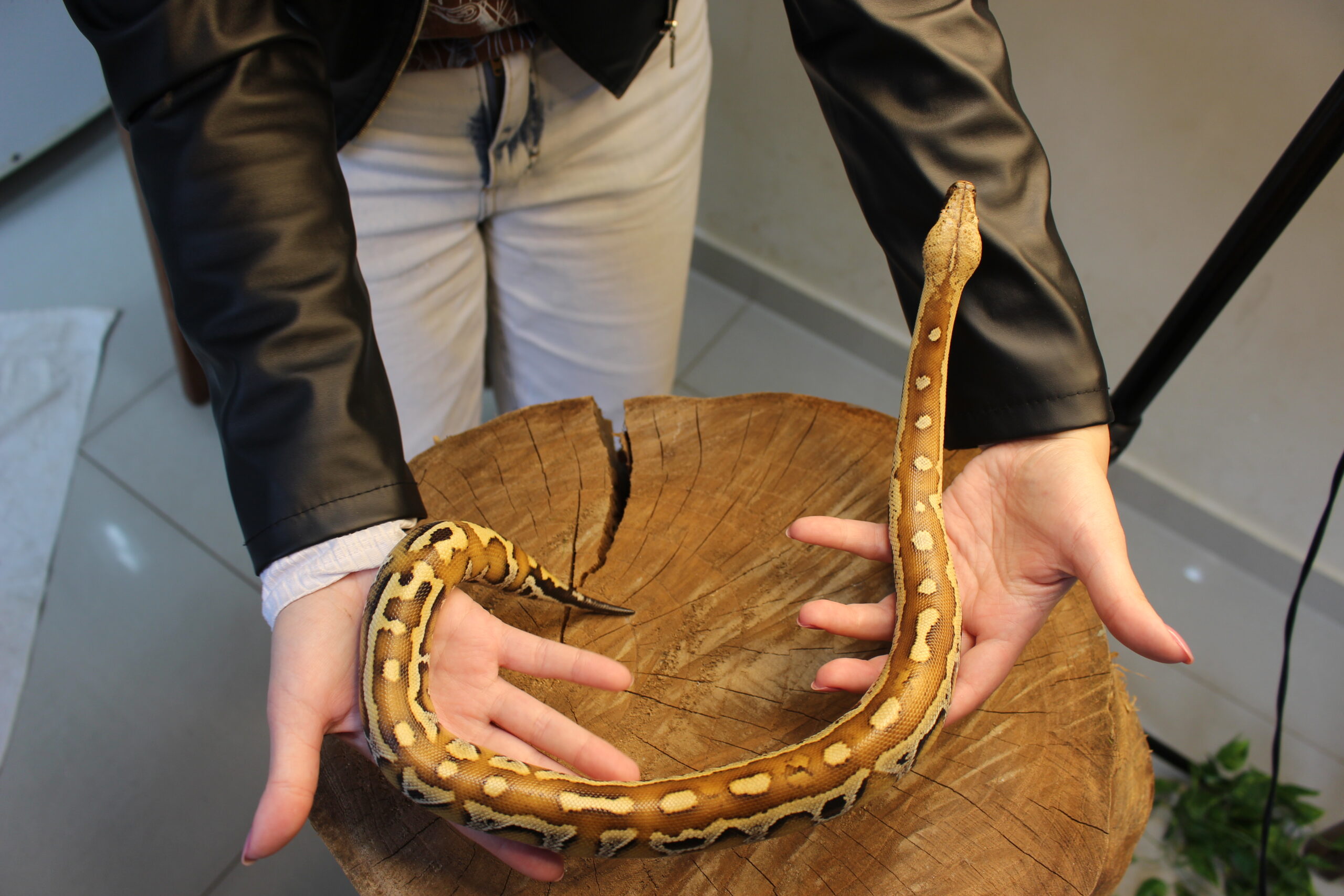 Blood Python (Python brongersmai) - Macho - Id 900263007033469 - Imagem 2