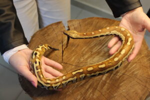 Blood Python (Python brongersmai) - Macho - Id 900263007033469