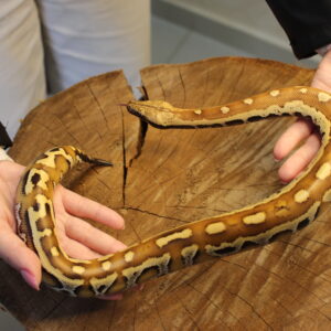 Blood Python (Python brongersmai) - Macho - Id 900263007033469