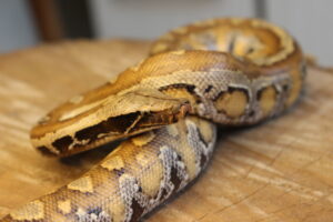 Blood Python (Python brongersmai) - Fêmea - Id 900263002515965