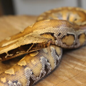 Blood Python (Python brongersmai) - Fêmea - Id 900263002515965