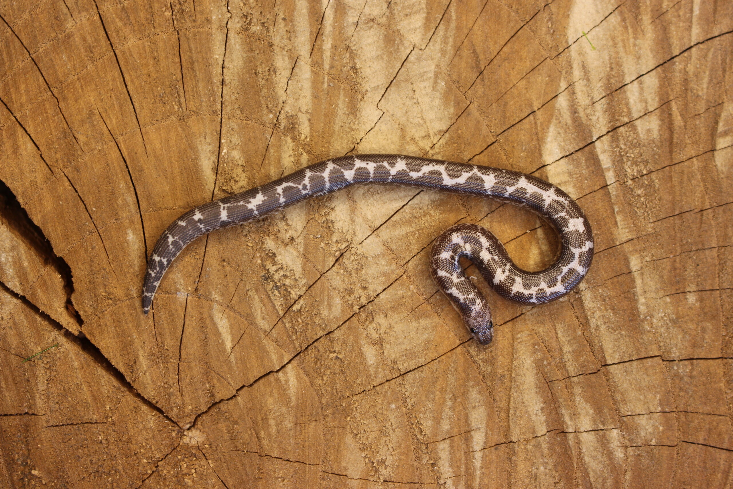 Kenyan Sand Boa (Gongylophis colubrinus) - Macho - Id 900263008213201 Padrão Anery - Imagem 3