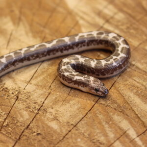 Kenyan Sand Boa (Gongylophis colubrinus) - Macho - Id 900263008213201  Padrão Anery