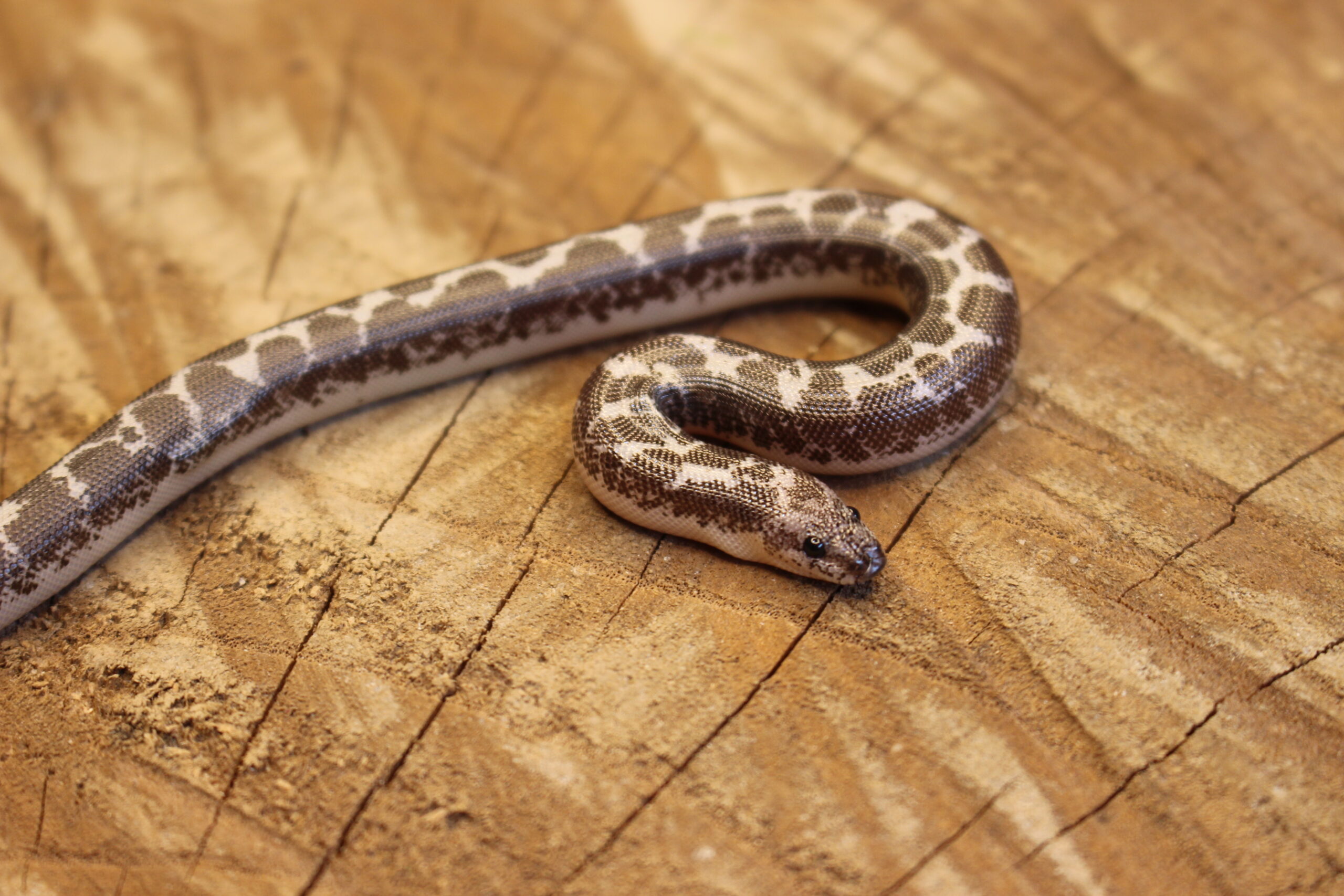 Kenyan Sand Boa (Gongylophis colubrinus) - Macho - Id 900263008213201 Padrão Anery