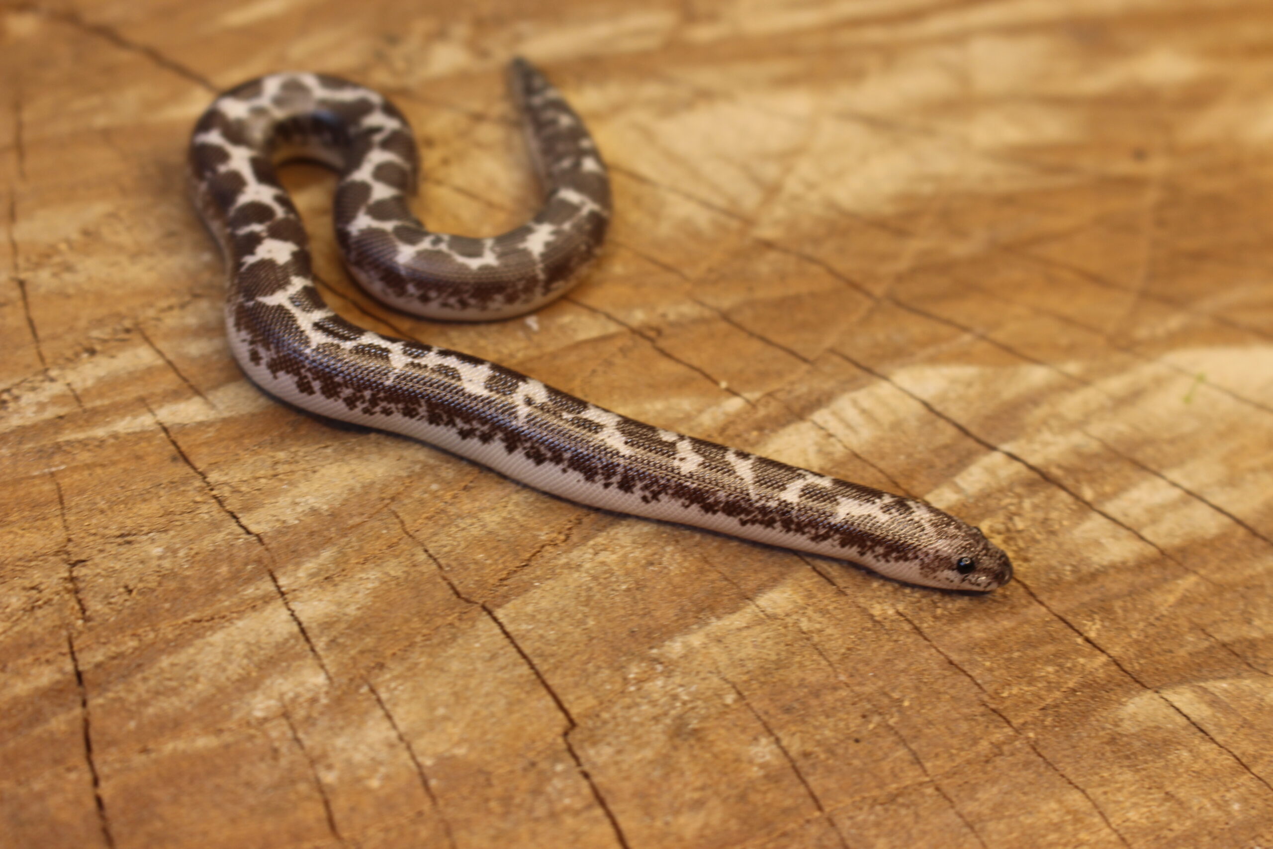 Kenyan Sand Boa (Gongylophis colubrinus) - Macho - Id 900263008213201 Padrão Anery - Imagem 4