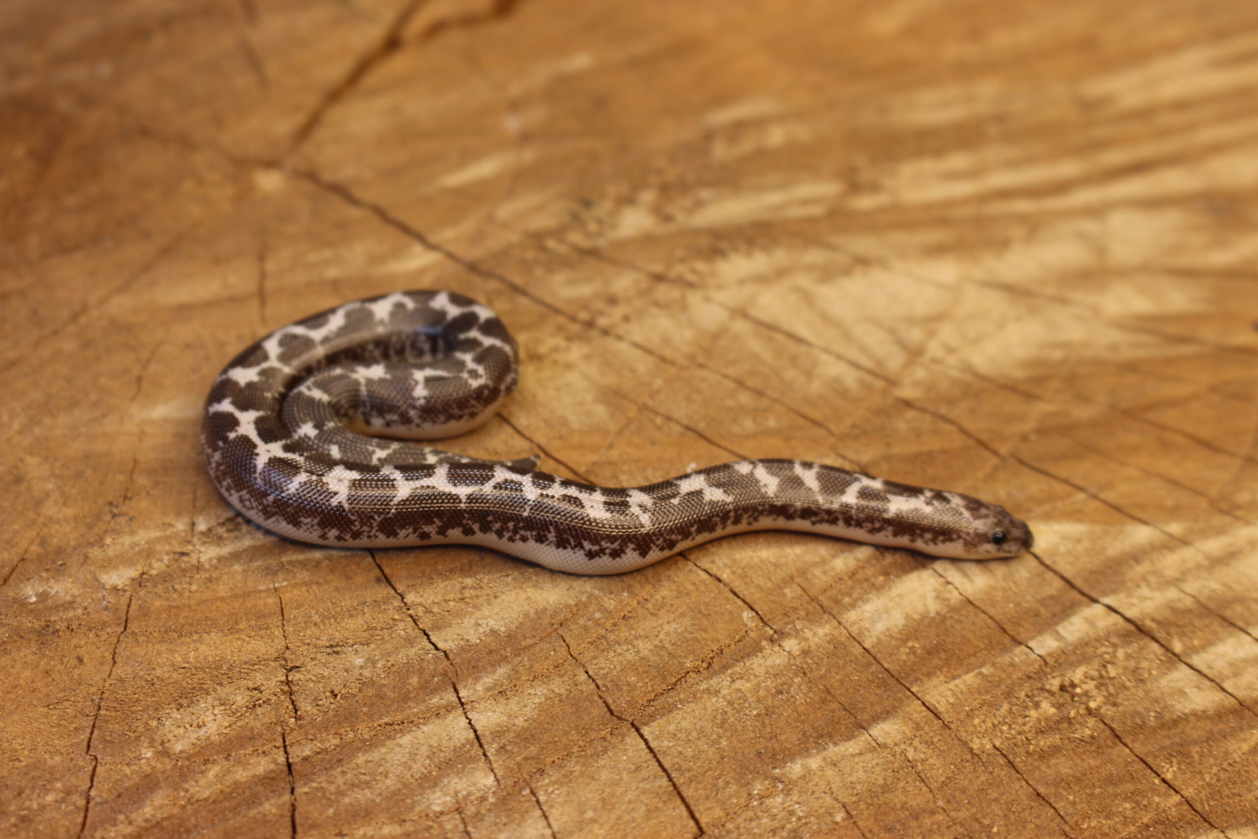 Kenyan Sand Boa (Gongylophis colubrinus) - Macho - Id 900263008213201 Padrão Anery - Imagem 5