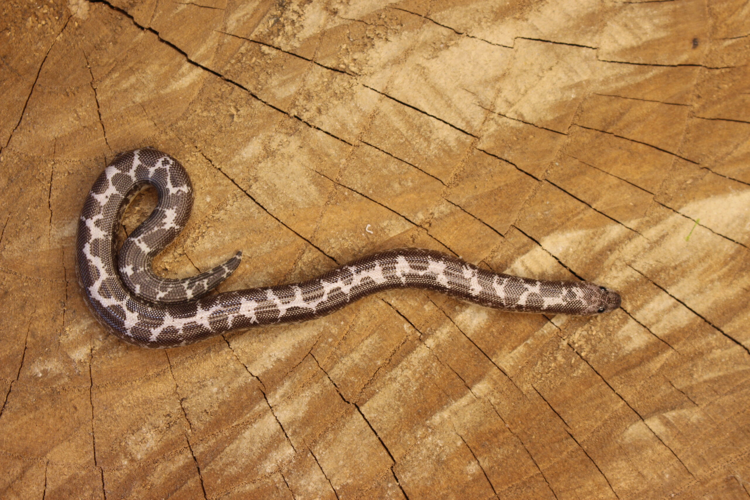 Kenyan Sand Boa (Gongylophis colubrinus) - Macho - Id 900263008213201 Padrão Anery - Imagem 2