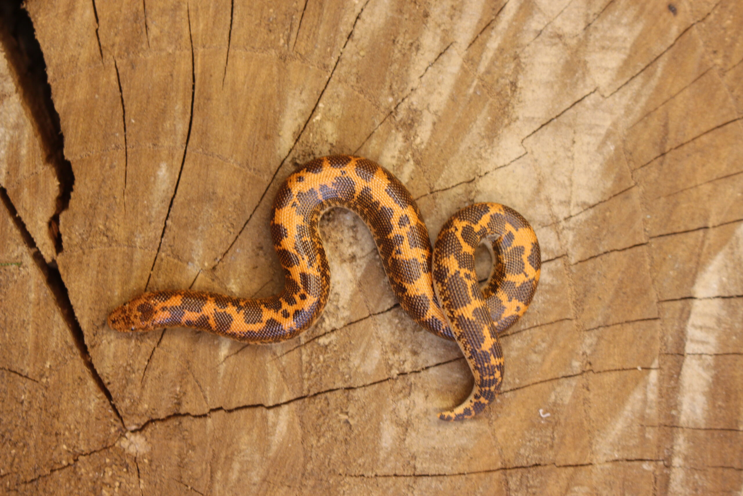 Kenyan Sand Boa (Gongylophis colubrinus) - Fêmea - Id 900263008213202 Padrão Nuclear - Imagem 3