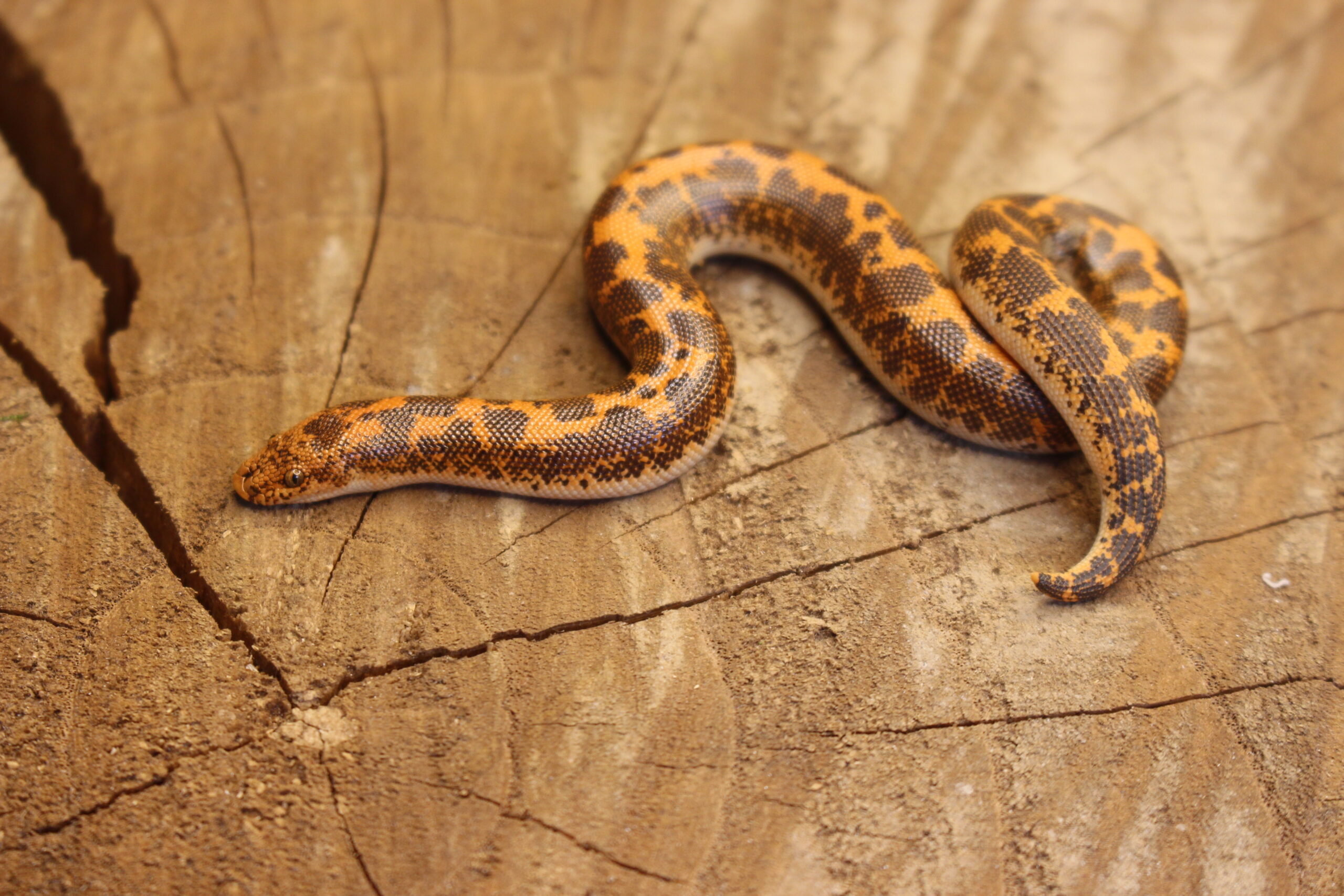 Kenyan Sand Boa (Gongylophis colubrinus) - Fêmea - Id 900263008213202 Padrão Nuclear - Imagem 4