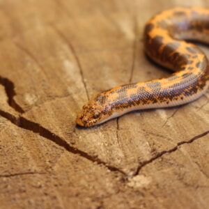 Kenyan Sand Boa (Gongylophis colubrinus) - Fêmea - Id 900263008213202 Padrão Nuclear