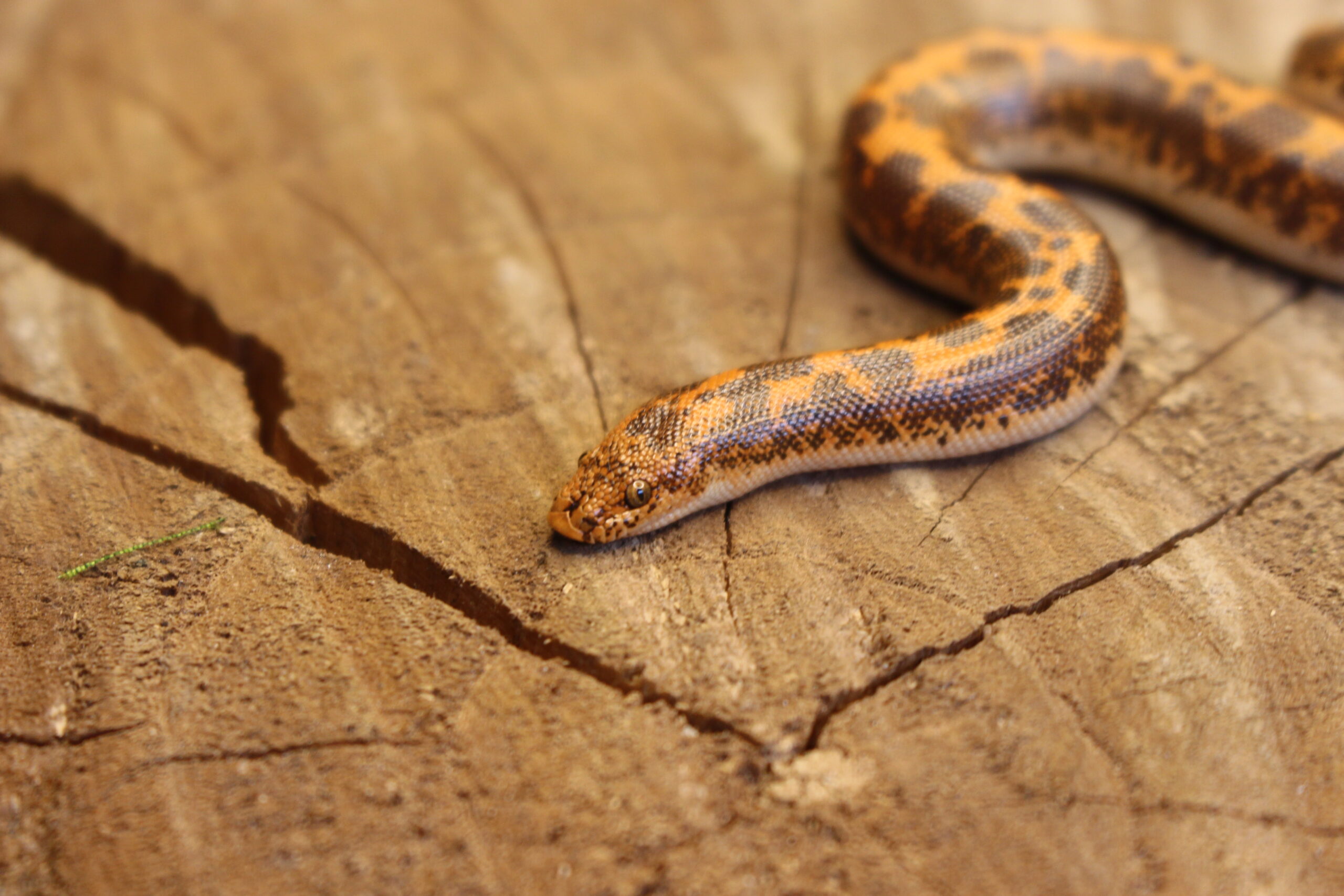 Kenyan Sand Boa (Gongylophis colubrinus) - Fêmea - Id 900263008213202 Padrão Nuclear