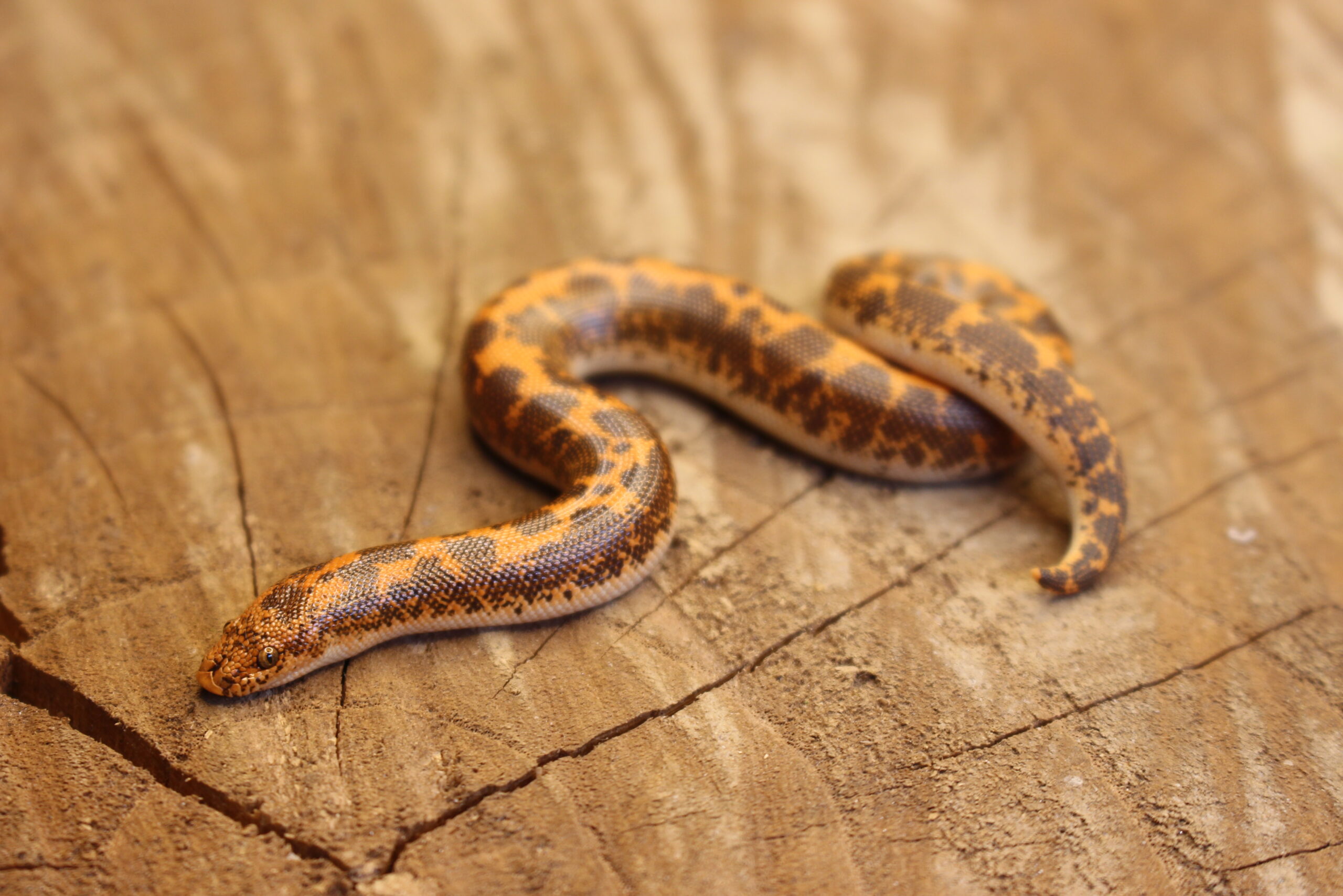 Kenyan Sand Boa (Gongylophis colubrinus) - Fêmea - Id 900263008213202 Padrão Nuclear - Imagem 5