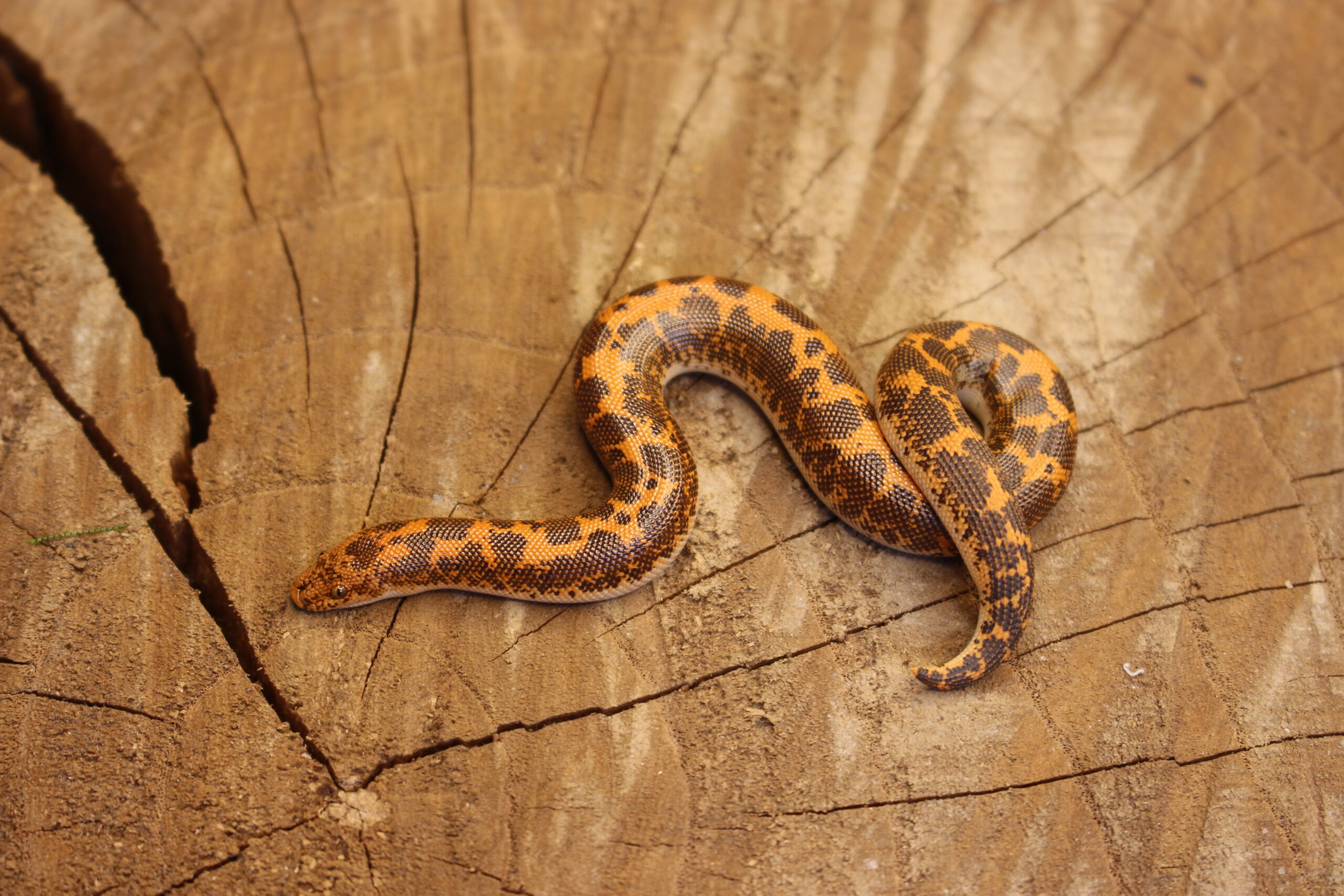 Kenyan Sand Boa (Gongylophis colubrinus) - Fêmea - Id 900263008213202 Padrão Nuclear - Imagem 2