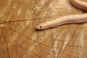 Kenyan Sand Boa (Gongylophis colubrinus) - Fêmea - Id 900263008213203 Padrão Snow