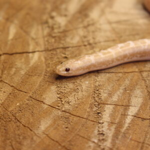 Kenyan Sand Boa (Gongylophis colubrinus) - Fêmea - Id 900263008213203  Padrão Snow