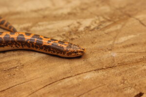 Kenyan Sand Boa (Gongylophis colubrinus) - Fêmea - Id 900263008213204 Padrão Nuclear