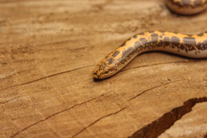 Kenyan Sand Boa (Gongylophis colubrinus) - Macho - Id 900263008213205