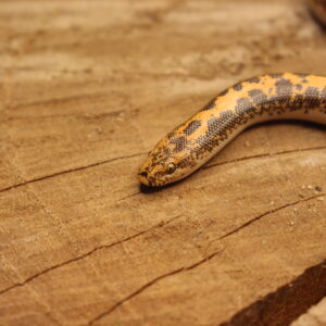 VENDIDO - Kenyan Sand Boa (Gongylophis colubrinus) - Macho - Id 900263008213205