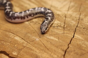 Kenyan Sand Boa (Gongylophis colubrinus) - Macho - Id 900263008213206 Padrão Anery