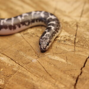Kenyan Sand Boa (Gongylophis colubrinus) - Macho - Id 900263008213206  Padrão Anery