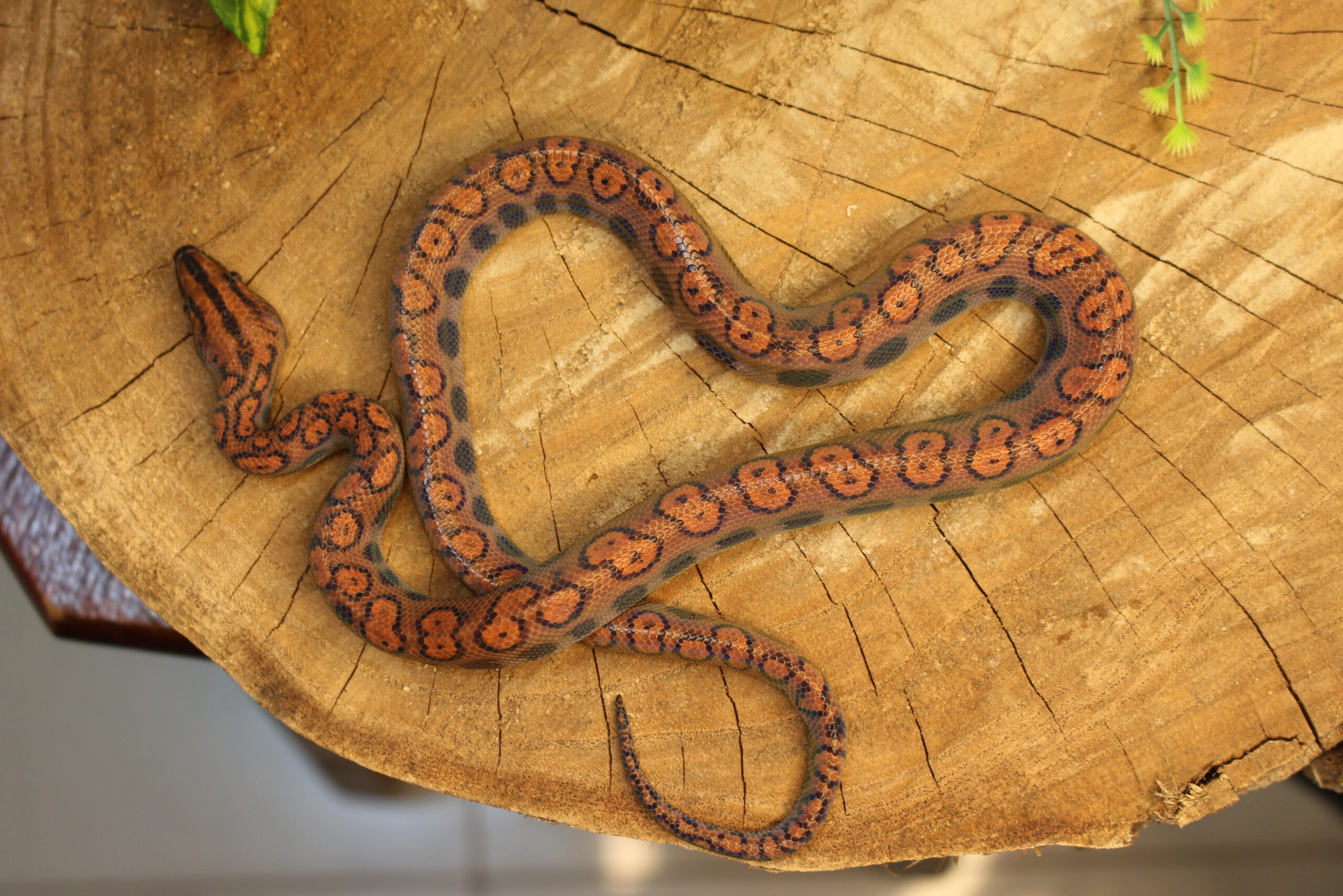 Jibóia Arco-íris da Amazônia (Epicrates cenchria) - Macho - Id 900263006268818 - Imagem 3