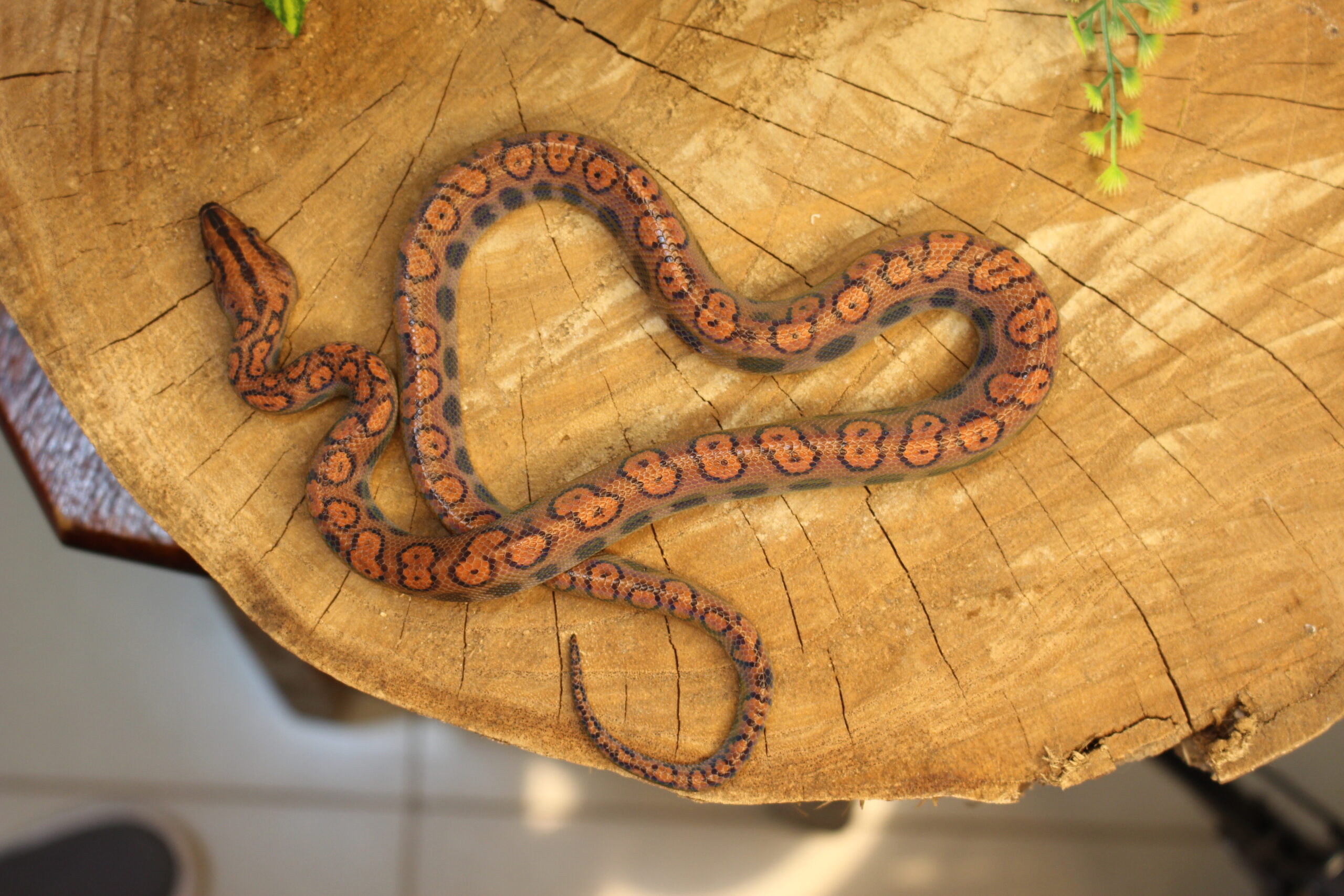 Jibóia Arco-íris da Amazônia (Epicrates cenchria) - Macho - Id 900263006268818 - Imagem 4