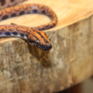 VENDIDO - Jibóia Arco-íris da Amazônia (Epicrates cenchria) - Macho - Id 900263006268818