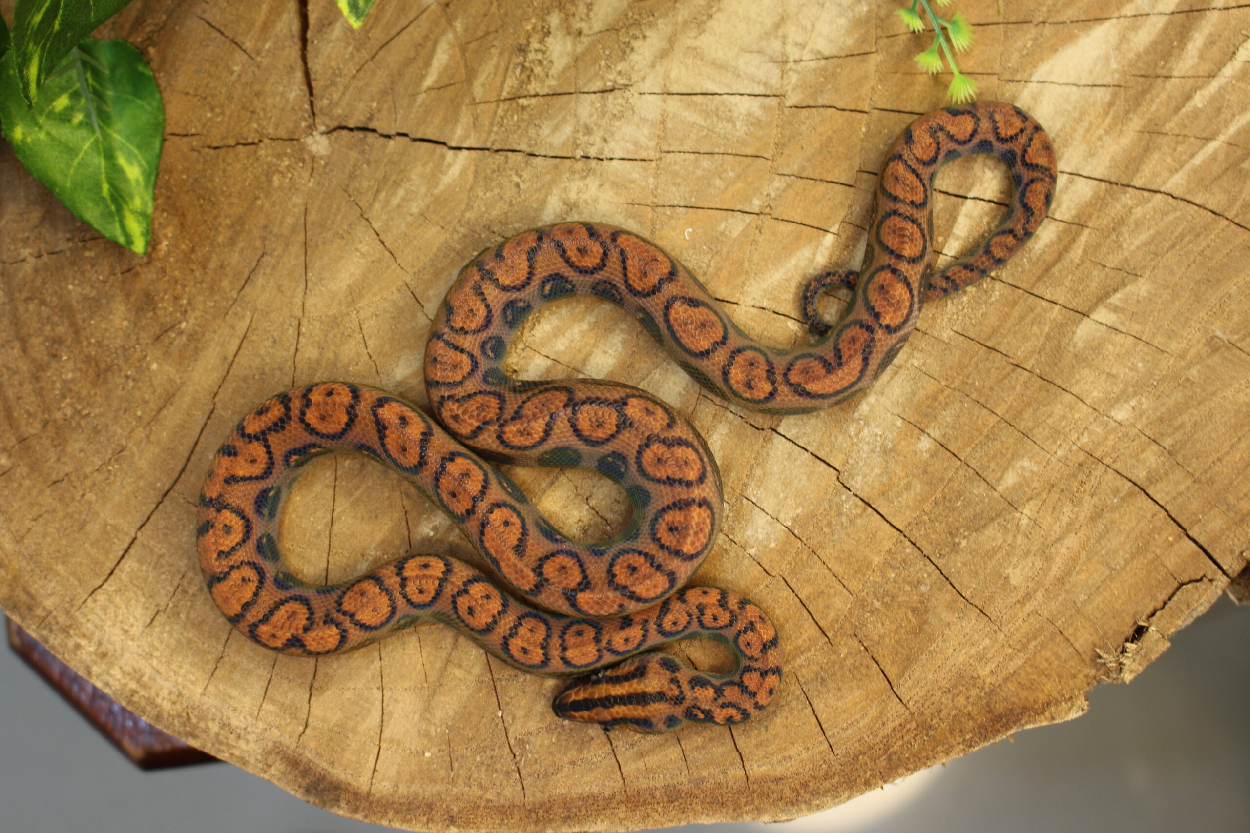 Jibóia Arco-íris da Amazônia (Epicrates cenchria) - Macho - Id 900263006268819 - Imagem 2