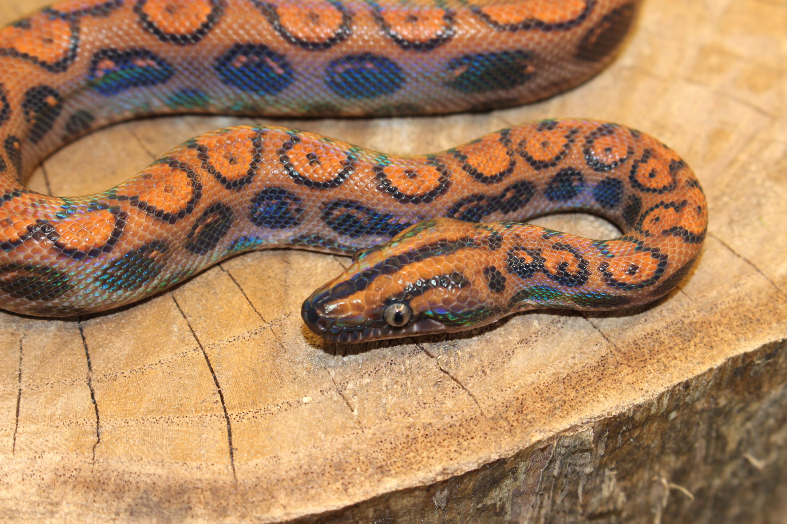 Jibóia Arco-íris da Amazônia (Epicrates cenchria) - Macho - Id 900263006268819 - Imagem 3