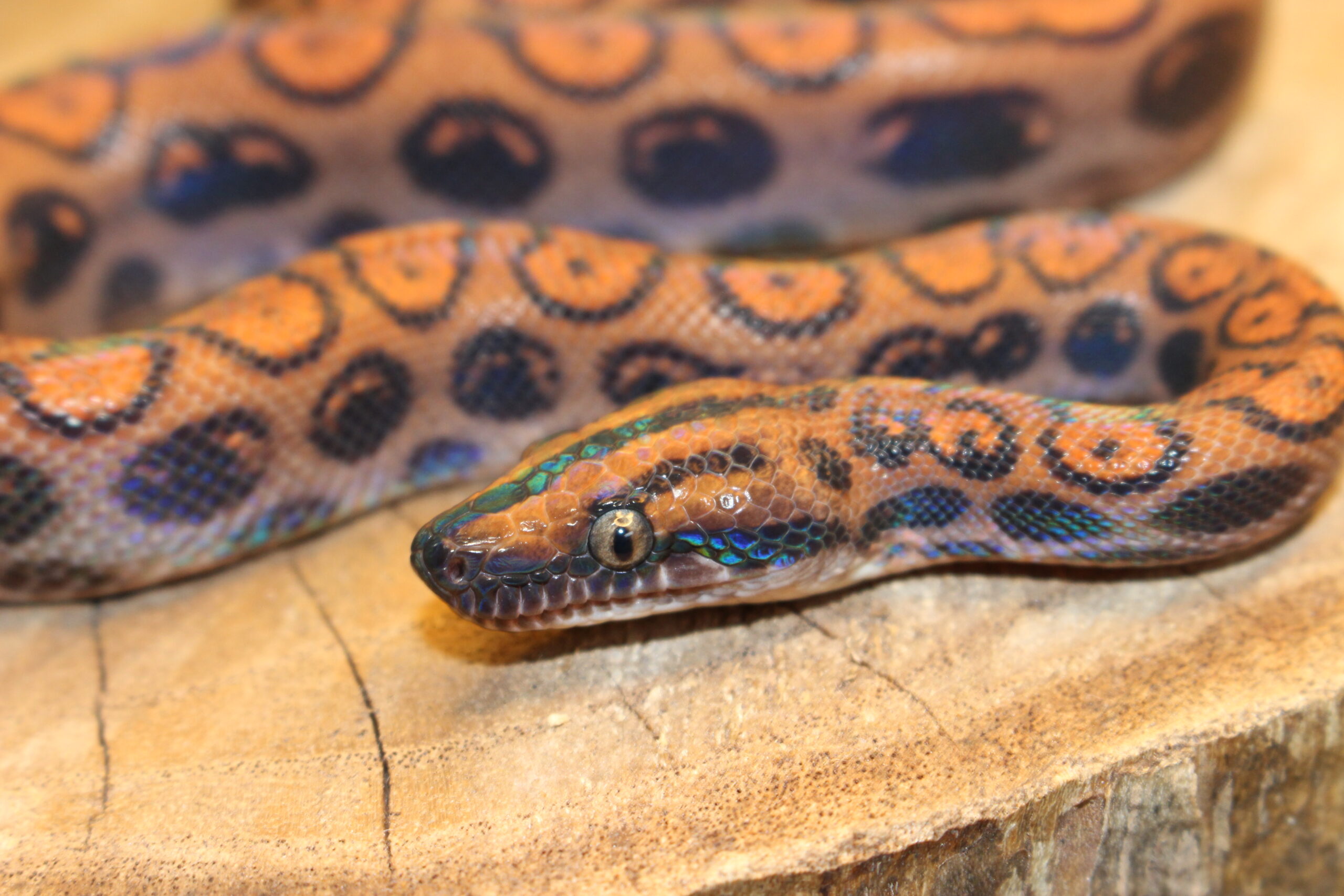 Jibóia Arco-íris da Amazônia (Epicrates cenchria) - Macho - Id 900263006268819