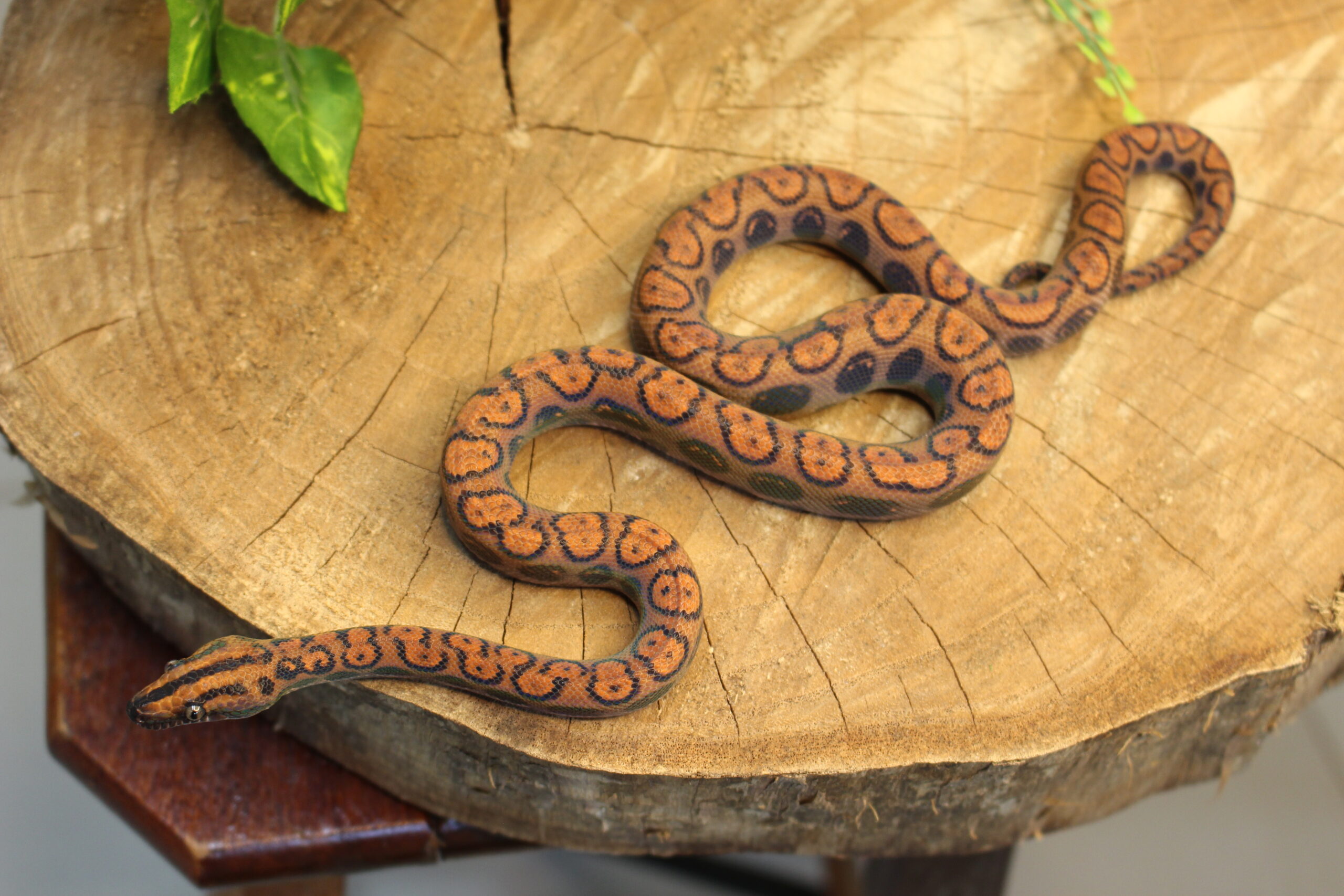 Jibóia Arco-íris da Amazônia (Epicrates cenchria) - Macho - Id 900263006268819 - Imagem 4