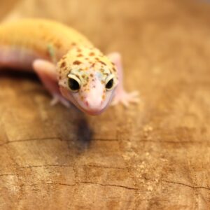 Leopard Gecko (Eublepharis macularius) - Fêmea- Id 900255120064360