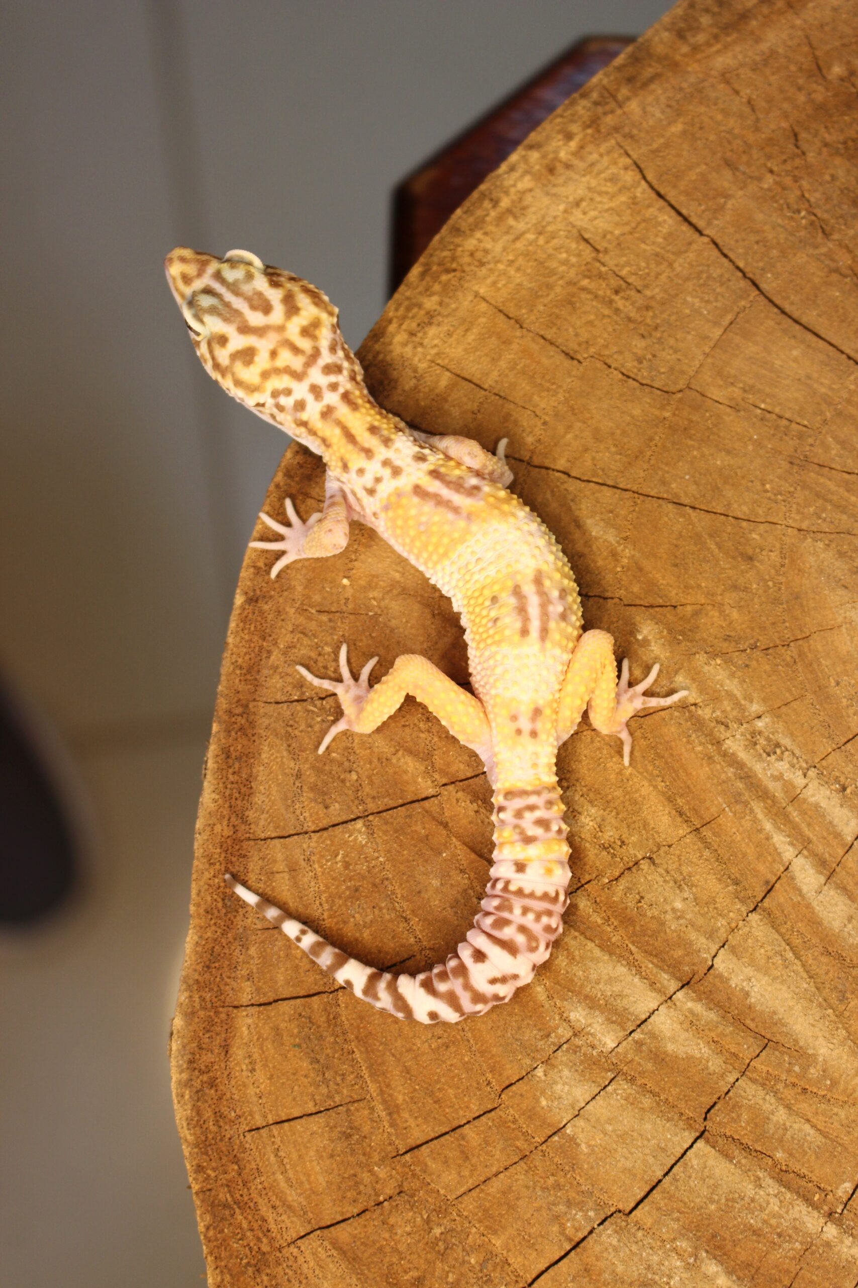 Leopard Gecko (Eublepharis macularius) - Macho - Id 900255120064382 - Imagem 3