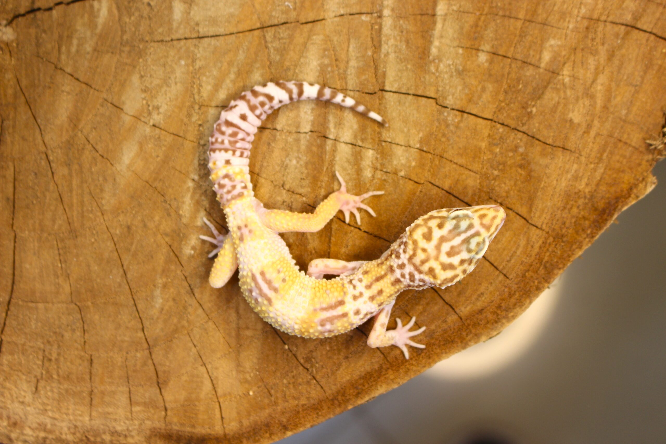 Leopard Gecko (Eublepharis macularius) - Macho - Id 900255120064382 - Imagem 4