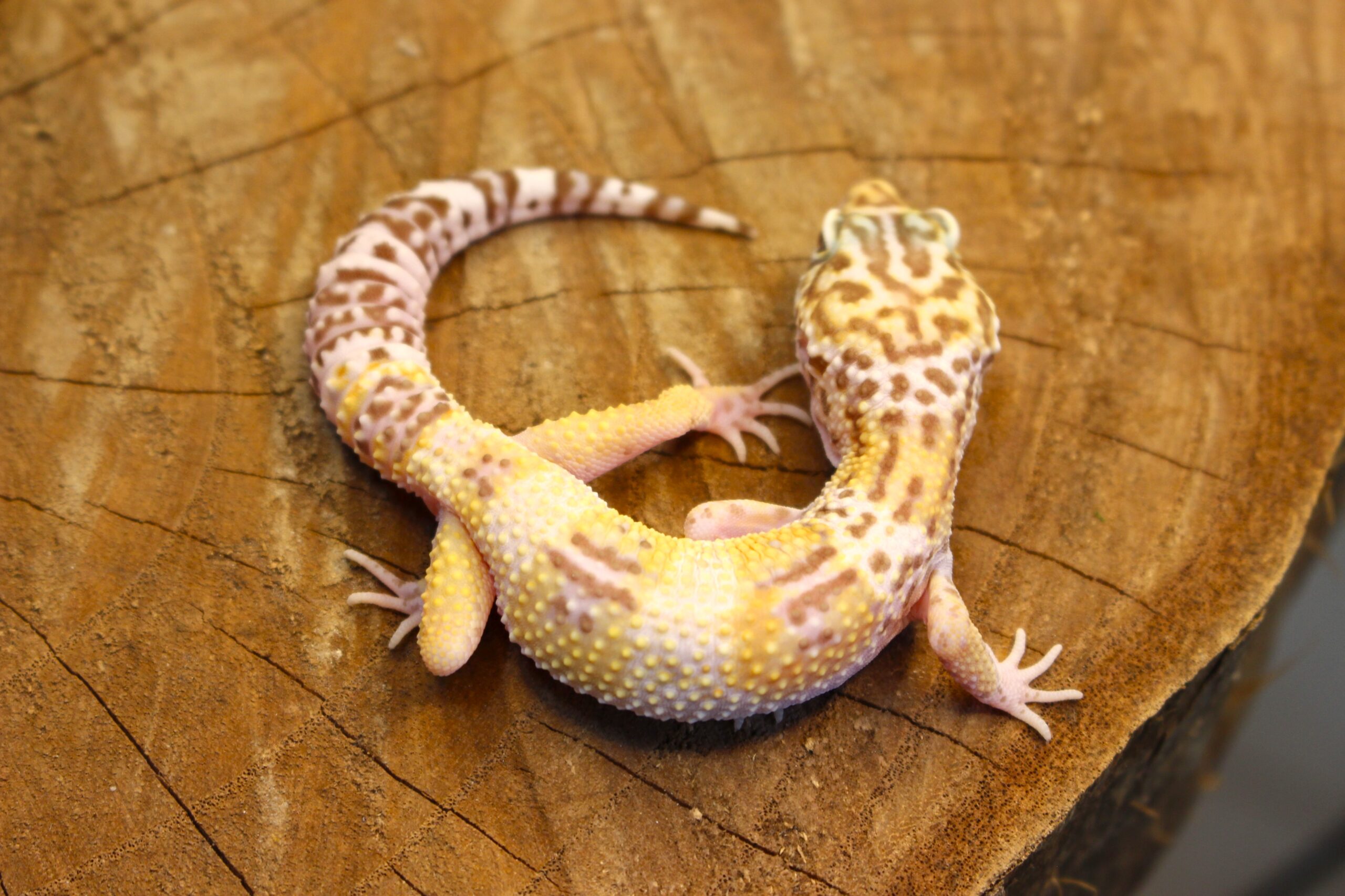 Leopard Gecko (Eublepharis macularius) - Macho - Id 900255120064382 - Imagem 5