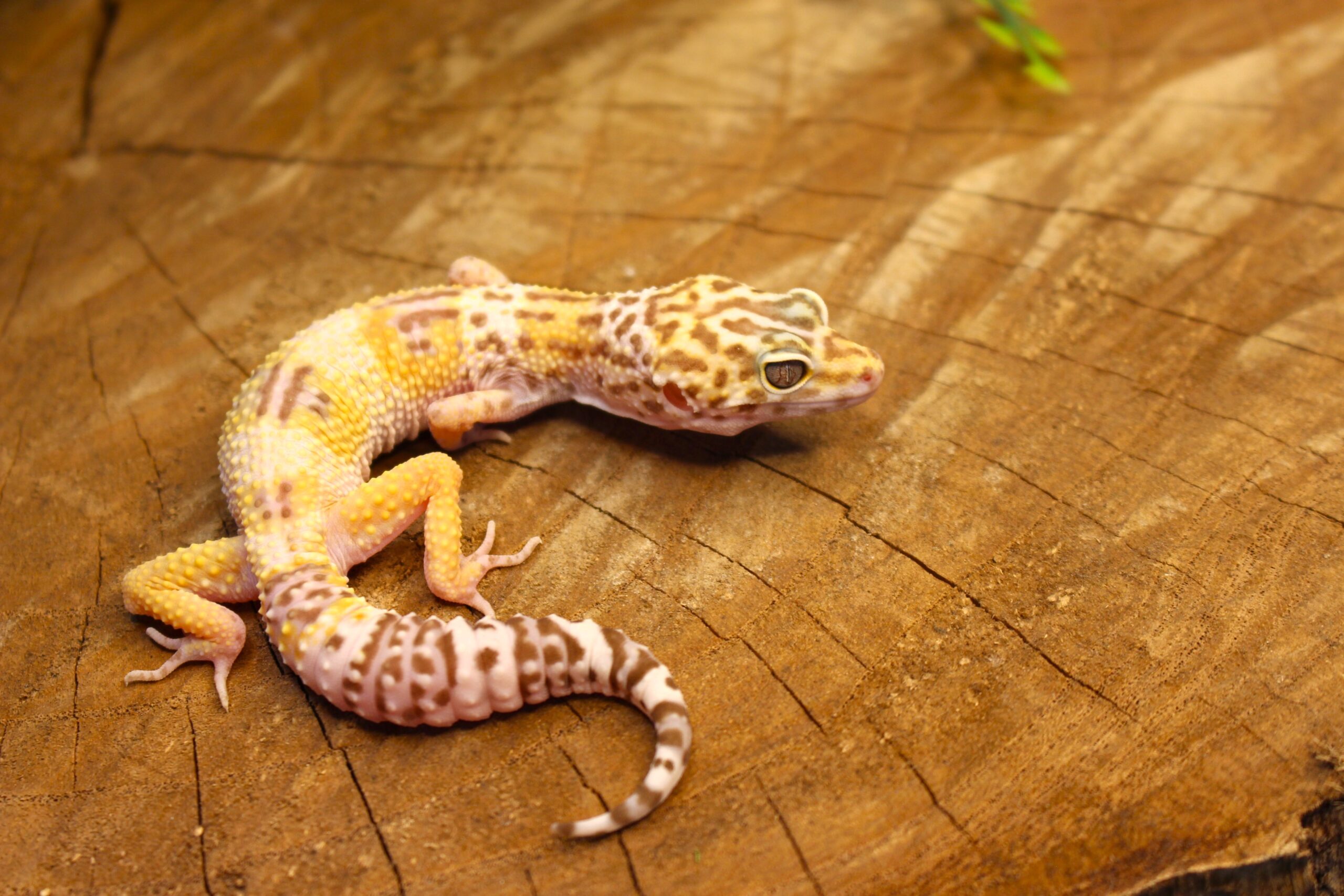 Leopard Gecko (Eublepharis macularius) - Macho - Id 900255120064382 - Imagem 2