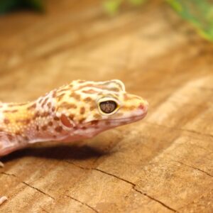 Leopard Gecko (Eublepharis macularius) - Macho - Id 900255120064382